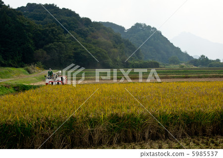 Rural landscape_ Harvest of rice 5985537