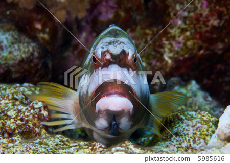 Gombe fellow's face Gombe fellow's face 5985616