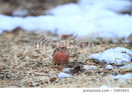 Freshwater fish Freshwater fish 5985683