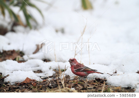 Freshwater fish Freshwater fish 5985689