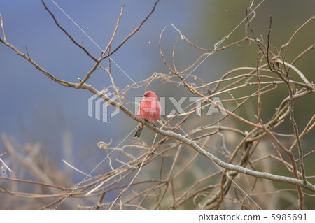 Freshwater fish Freshwater fish 5985691