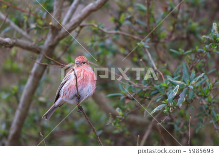 Freshwater fish Freshwater fish 5985693