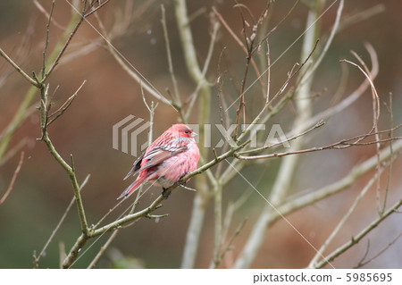 Freshwater fish Freshwater fish 5985695