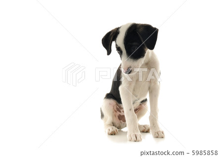 Takarena 1063 5985858