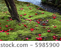 Camellia camellia 5985900