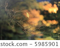 The end of autumn 5985901