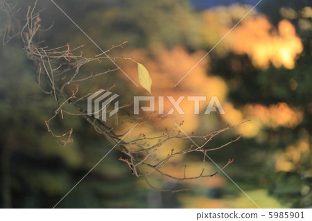 The end of autumn The end of autumn 5985901