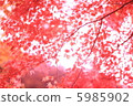 High key in autumn leaves 5985902