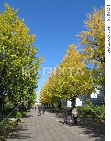 Gwangseok公園的銀杏公園 5986151
