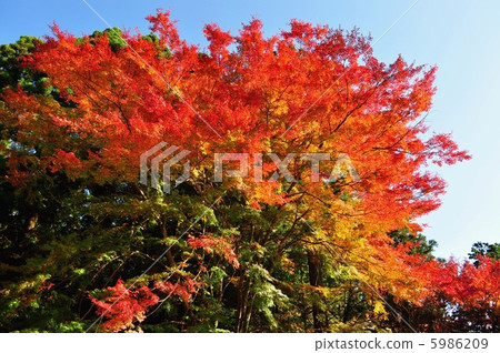 霧島神社特產的秋葉 5986209