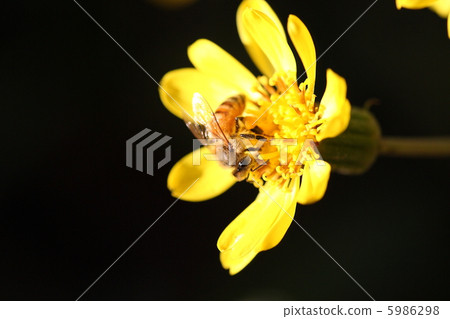 [Honey bee and Tsubaki] 5986298