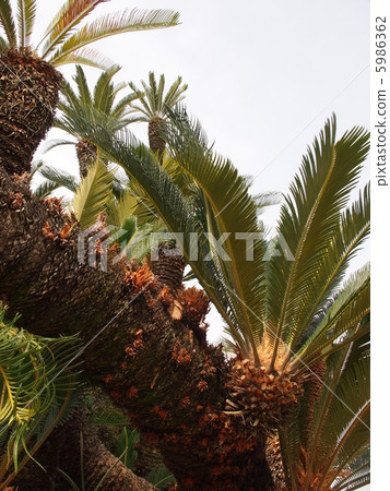 Cycads Cycads 5986362