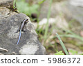 Take sunbathing lizards 1 5986372