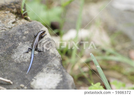 Take sunbathing lizards 1 Take sunbathing lizards 1 5986372