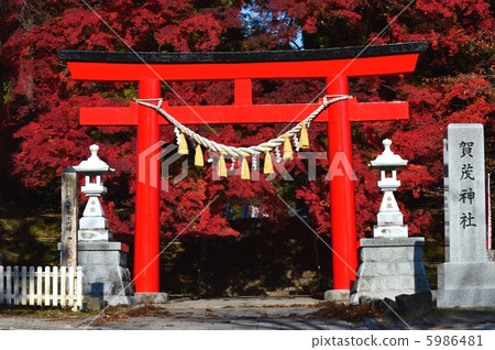 Kamo Shrine的Iroha Homomiji Kamo Shrine的Iroha Homomiji 5986481