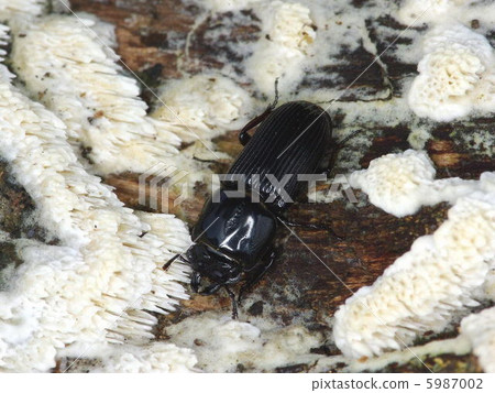 Bean Quaggata 5987002