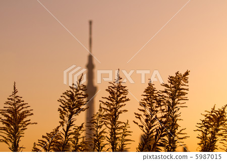 Sky Tree Silhouette 5987015