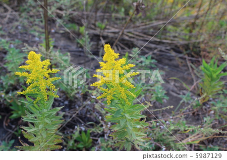 黃花 黃花 5987129