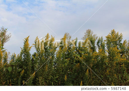 Seiitokawadassi 5987148