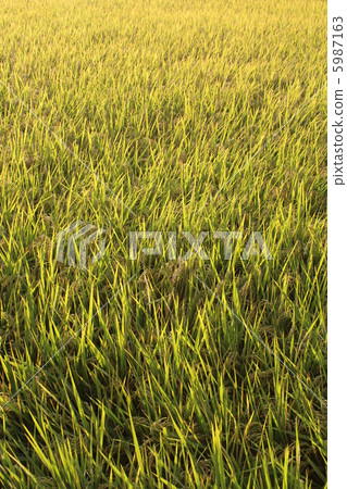 Rice field 5987163