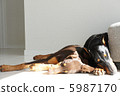 Doberman 5987170