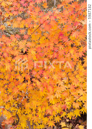 Autumn leaves 5987182
