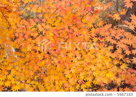 Autumn leaves 5987183