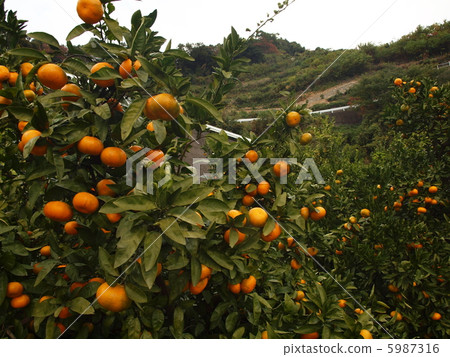 橘子 5987316