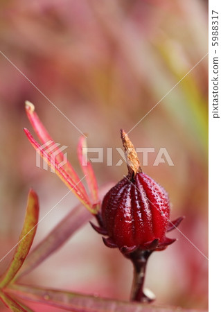 Hibiscus Roselle Fruit Hibiscus Roselle Fruit 5988317