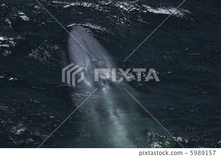 blue whale 5989157