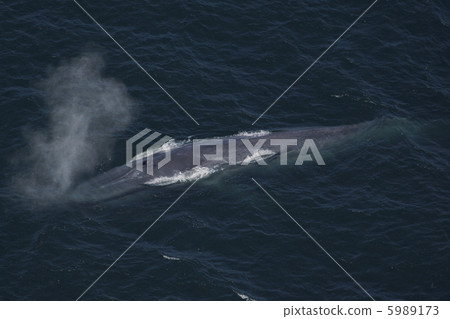 blue whale 5989173