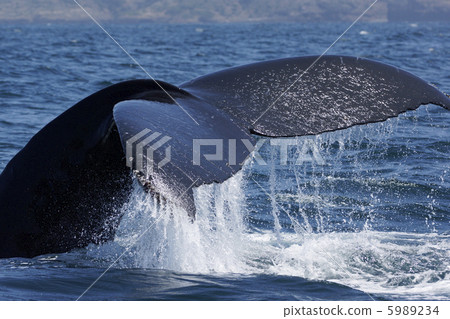 座頭鯨 5989234
