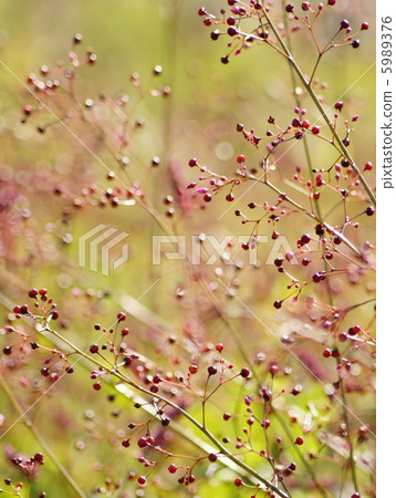 哈澤蘭的果實（炸彈冉）：三點鐘的草 5989376