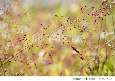 哈澤蘭的果實（炸彈冉）：三點鐘的草 5989377