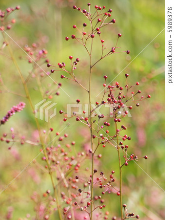 哈澤蘭的果實（炸彈冉）：三點鐘的草 5989378