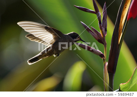 Chairo hummingbird Chairo hummingbird 5989487