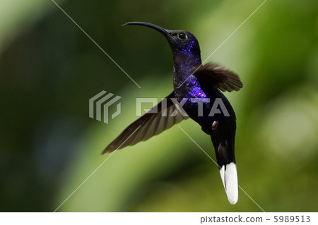 Murasaki Kenbune Hummingbird 5989513