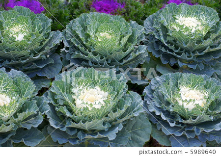 哈伯坦(白色):葉牡丹 哈伯坦(白色):葉牡丹 5989640