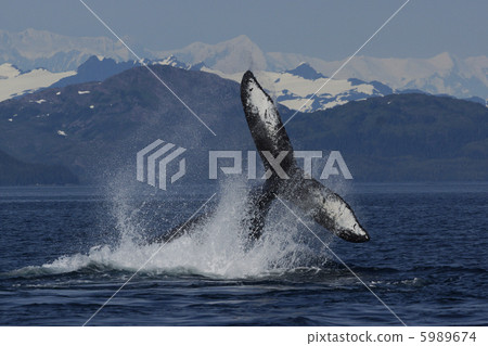 Humpback whale 5989674