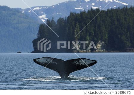 Humpback whale 5989675