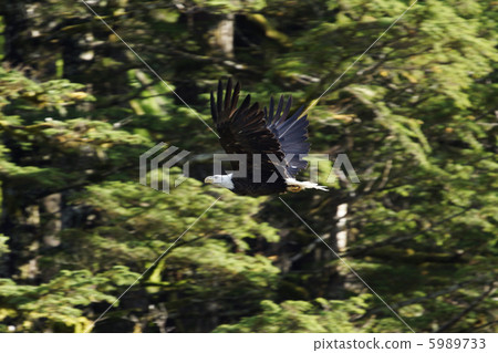 白頭鷹 5989733