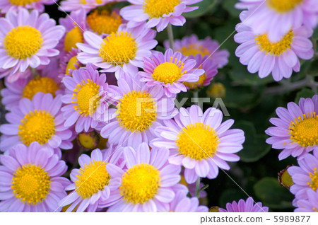 Kogiku (spray chrysanthemum) 5989877