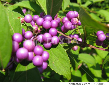 Purple beautiful fruits are made into a dish, favorite of small birds 5990039