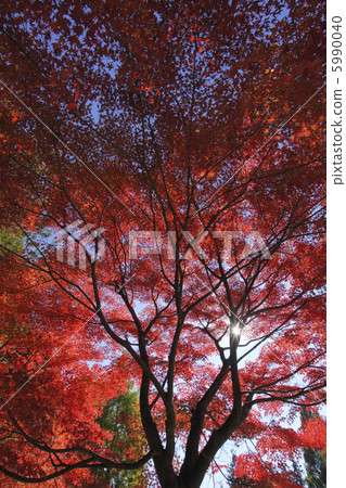 Momige tree shining in backlight 5990040