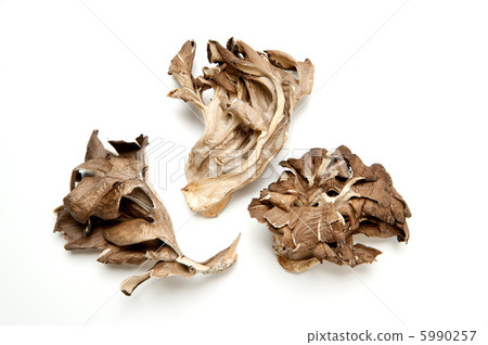 Daimake mushroom 5990257