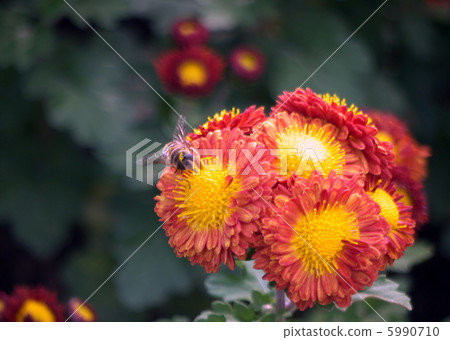 Kogu和蜜蜂 5990710