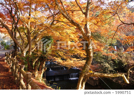 2012. Autumn Iwadoyado autumn leaves 5990751