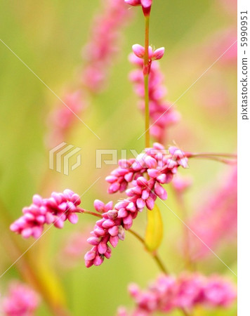 Inutaden: Red Mana 5990951