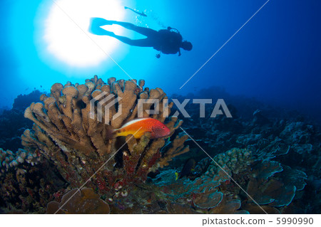 Gombe and divers Gombe and divers 5990990