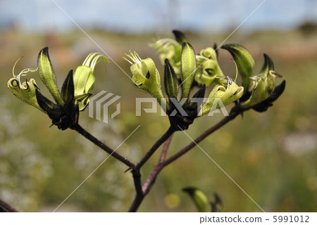 Black Kangaroo Poo 5991012